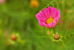flower2009_04