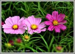 flower3