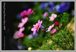 flower5