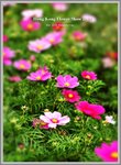 flower6