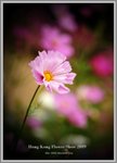 flower7