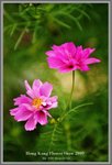 flower8