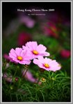 flower9