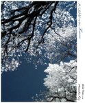 IMG_4031c