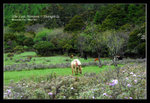 Shangrila 56