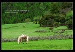 Shangrila 57