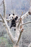 panda02