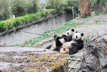 panda03