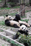 panda04