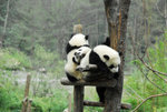 panda06