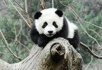 panda07