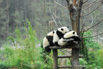 panda08