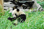 panda11
