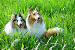 image0017