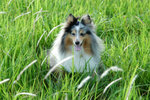 image0018