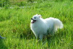 image0040
