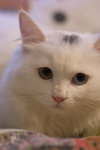 image0004