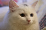 image0006