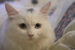 image0009