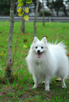 sesame03