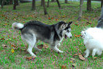 sesame06