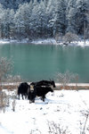 D1lake07