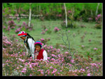 Shangrila 21