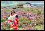 Shangrila 29