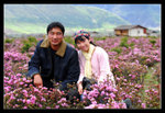 Shangrila 33
