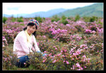 Shangrila 36