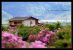 Shangrila 37