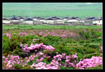 Shangrila 85