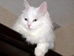 snowy2