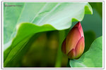 DAV_2181