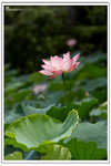 DAV_2186