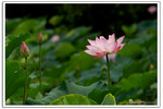 DAV_2188