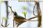 DAV_6191