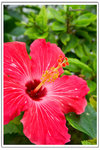 DAV_4111