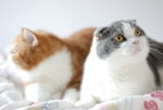 DSC_3176
