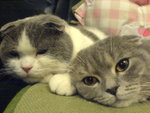 Hugo&Jacy@K750i