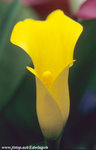Velvia 26