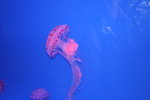 IMG_1196