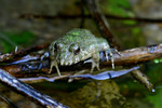 Rana limnocharis �A�� (�s���y)