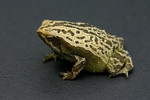 
Kalophrynus pleurostigma interlineatus �����U�L�� (�Q����)
