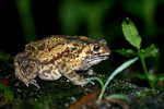 Bufo melanostictus �²�����~��� (�j�H�])