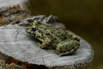 Rana limnocharis �A�� (���)