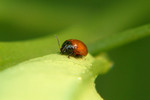 Prodagricomela nigricollis �a�ܼ縭�� (�j�s����A��)