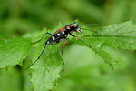 Cicindela separata ������� 
(�j�H�])