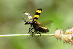Mylabris phalerata 
�j��ʹ��
(���X)