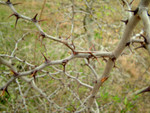 2003_0302_115631